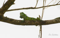 Iguane vert / Sur les rives de la Comté (Guyane française), août 2008